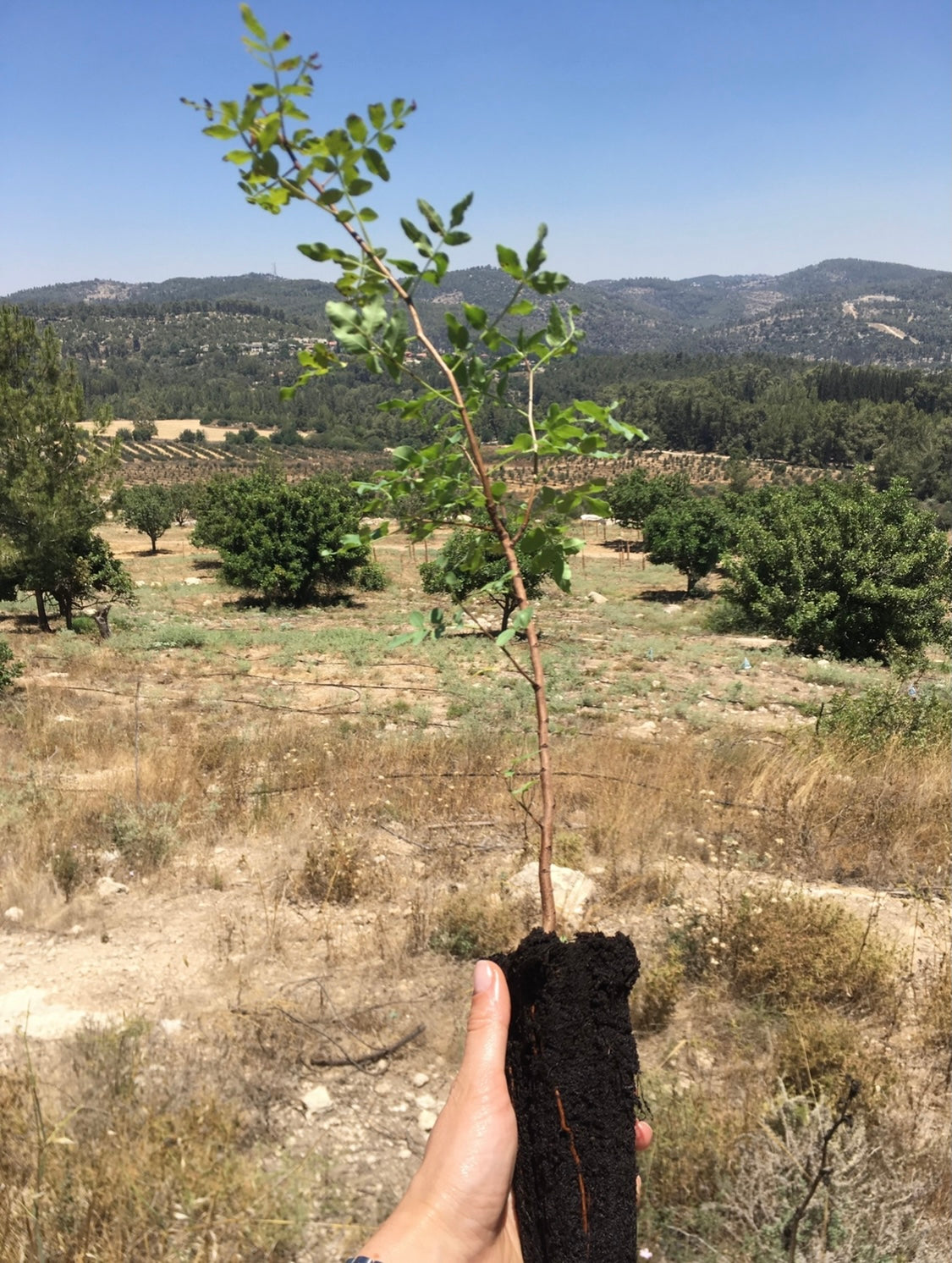 Pledge Tree Sample our tree planting pledge. – hmly.