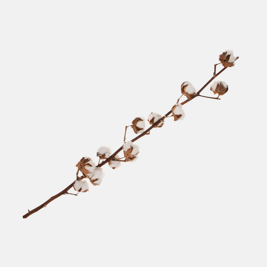 cotton head stems - hmly.