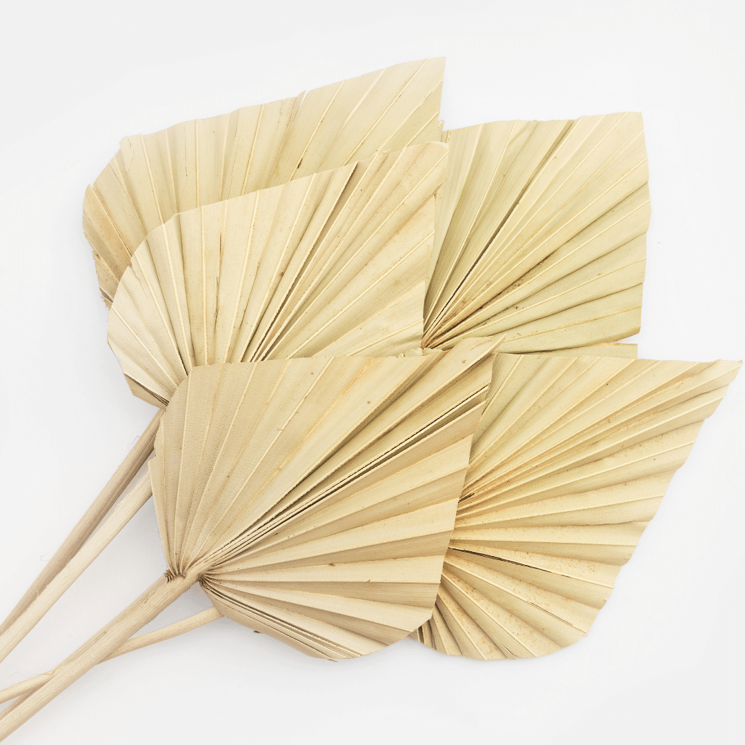 natural dried palm spears x 5 - hmly.