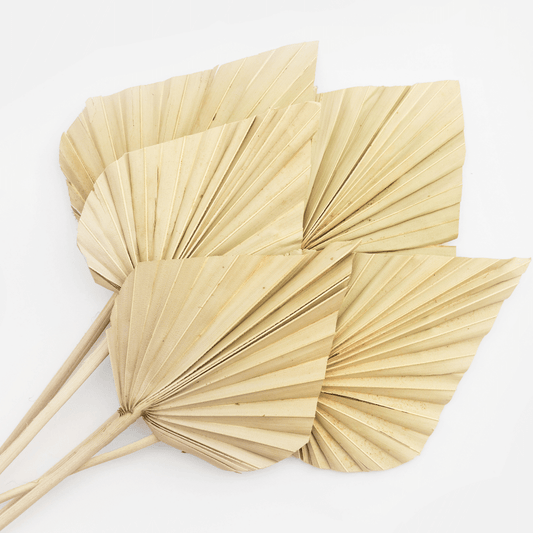 natural dried palm spears x 5 - hmly.