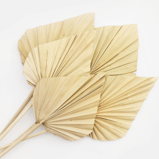 natural dried palm spears x 5 - hmly.