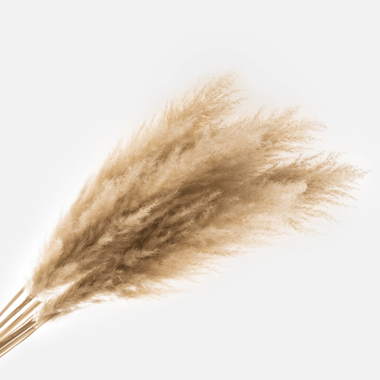 bunch of dried pampas grass - hmly.